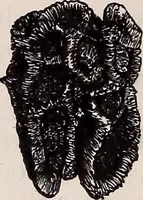 An illustration from The microscope and its revelations (1891)