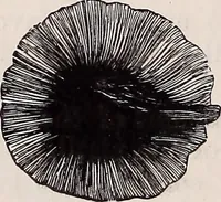 An illustration from The microscope and its revelations (1891)
