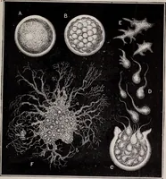 An illustration from The microscope and its revelations (1891)