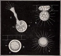 An illustration from The microscope and its revelations (1891)