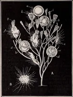 An illustration from The microscope and its revelations (1891)