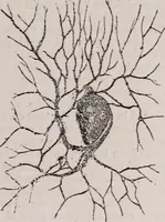An illustration from The microscope and its revelations (1891)