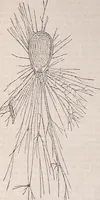 An illustration from The microscope and its revelations (1891)