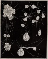 An illustration from The microscope and its revelations (1891)