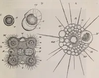 An illustration from The microscope and its revelations (1891)