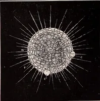 An illustration from The microscope and its revelations (1891)