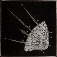 An illustration from The microscope and its revelations (1891)