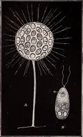 An illustration from The microscope and its revelations (1891)