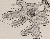An illustration from The microscope and its revelations (1891)