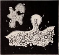 An illustration from The microscope and its revelations (1891)