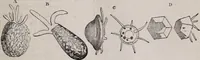 An illustration from The microscope and its revelations (1891)