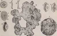 An illustration from The microscope and its revelations (1891)