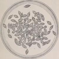 An illustration from The microscope and its revelations (1891)