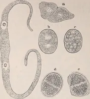 An illustration from The microscope and its revelations (1891)