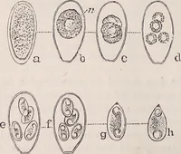 An illustration from The microscope and its revelations (1891)