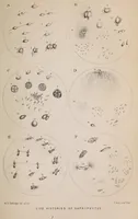 An illustration from The microscope and its revelations (1891)