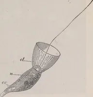An illustration from The microscope and its revelations (1891)
