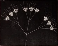 An illustration from The microscope and its revelations (1891)
