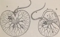 An illustration from The microscope and its revelations (1891)