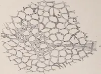 An illustration from The microscope and its revelations (1891)