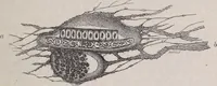 An illustration from The microscope and its revelations (1891)