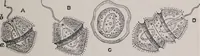 An illustration from The microscope and its revelations (1891)