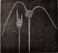 An illustration from The microscope and its revelations (1891)