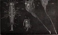 An illustration from The microscope and its revelations (1891)