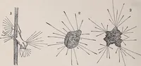 An illustration from The microscope and its revelations (1891)