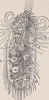 An illustration from The microscope and its revelations (1891)