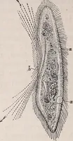 An illustration from The microscope and its revelations (1891)