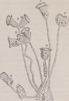 An illustration from The microscope and its revelations (1891)