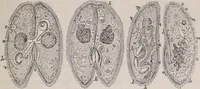 An illustration from The microscope and its revelations (1891)