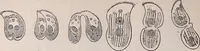 An illustration from The microscope and its revelations (1891)