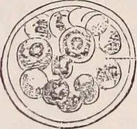 An illustration from The microscope and its revelations (1891)