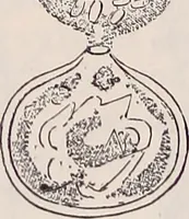 An illustration from The microscope and its revelations (1891)