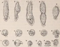 An illustration from The microscope and its revelations (1891)