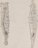 An illustration from The microscope and its revelations (1891)