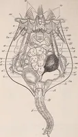 An illustration from The microscope and its revelations (1891)