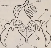 An illustration from The microscope and its revelations (1891)