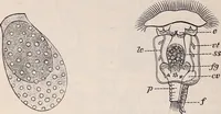 An illustration from The microscope and its revelations (1891)