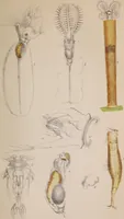 An illustration from The microscope and its revelations (1891)