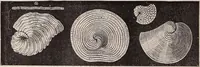 An illustration from The microscope and its revelations (1891)