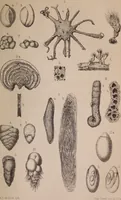 An illustration from The microscope and its revelations (1891)