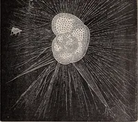 An illustration from The microscope and its revelations (1891)