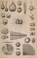An illustration from The microscope and its revelations (1891)