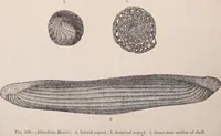 An illustration from The microscope and its revelations (1891)