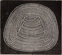 An illustration from The microscope and its revelations (1891)