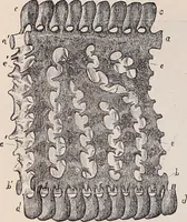 An illustration from The microscope and its revelations (1891)