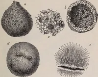An illustration from The microscope and its revelations (1891)